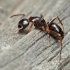 Skruzdėlė - Camponotus fallax, darbininkė | Fotografijos autorius : Gintautas Steiblys | © Macronature.eu | Macro photography web site