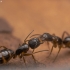 Carpenter ant - Camponotus fallax | Fotografijos autorius : Mindaugas Leliunga | © Macronature.eu | Macro photography web site