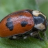 Case-bearing Leaf Beetle - Cryptocephalus octopunctatus ♀ | Fotografijos autorius : Žilvinas Pūtys | © Macronature.eu | Macro photography web site