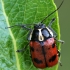 Case-bearing Leaf Beetle - Cryptocephalus octopunctatus | Fotografijos autorius : Gintautas Steiblys | © Macronature.eu | Macro photography web site