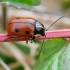 Case-bearing Leaf Beetle - Cryptocephalus octopunctatus | Fotografijos autorius : Romas Ferenca | © Macronature.eu | Macro photography web site