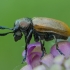 Case-bearing Leaf Beetle - Labidostomis longimana | Fotografijos autorius : Žilvinas Pūtys | © Macronature.eu | Macro photography web site