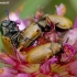 Case-bearing Leaf Beetle - Labidostomis longimana | Fotografijos autorius : Romas Ferenca | © Macronature.eu | Macro photography web site