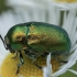 Green pot beetle - Cryptocephalus aureolus | Fotografijos autorius : Žilvinas Pūtys | © Macronature.eu | Macro photography web site