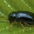 Pot beetle - Cryptocephalus nitidus | Fotografijos autorius : Žilvinas Pūtys | © Macronature.eu | Macro photography web site