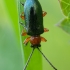 Cereal leaf beetle - Oulema melanopus ♂ | Fotografijos autorius : Žilvinas Pūtys | © Macronature.eu | Macro photography web site