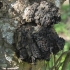 Įžulnusis skylenis (juodasis beržo grybas) - Inonotus obliquus | Fotografijos autorius : Vidas Brazauskas | © Macronature.eu | Macro photography web site