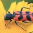 Checkered Beetle - Trichodes umbellatarum | Fotografijos autorius : Gintautas Steiblys | © Macronature.eu | Macro photography web site