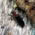 Checkered beetle - Tillus elongatus (female) | Fotografijos autorius : Vitalii Alekseev | © Macronature.eu | Macro photography web site