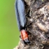 Checkered beetle - Tillus elongatus | Fotografijos autorius : Romas Ferenca | © Macronature.eu | Macro photography web site