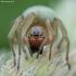 Cheiracanthium virescens ♀ | Fotografijos autorius : Žilvinas Pūtys | © Macronature.eu | Macro photography web site