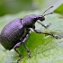 Chequered Weevil - Liophloeus tessulatus | Fotografijos autorius : Kazimieras Martinaitis | © Macronature.eu | Macro photography web site