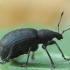 Chequered Weevil - Liophloeus tessulatus | Fotografijos autorius : Vidas Brazauskas | © Macronature.eu | Macro photography web site