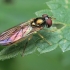 Chequered hoverfly - Melanostoma scalare ♀ | Fotografijos autorius : Gintautas Steiblys | © Macronature.eu | Macro photography web site