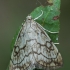 Chequered pearl - Evergestis pallidata | Fotografijos autorius : Gintautas Steiblys | © Macronature.eu | Macro photography web site