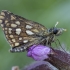 Chequered skipper - Carterocephalus palaemon | Fotografijos autorius : Žilvinas Pūtys | © Macronature.eu | Macro photography web site