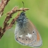 Chestnut Heath - Coenonympha glycerion | Fotografijos autorius : Gintautas Steiblys | © Macronature.eu | Macro photography web site