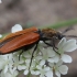 Chestnut coloured click beetle - Anostirus castaneus | Fotografijos autorius : Vytautas Gluoksnis | © Macronature.eu | Macro photography web site