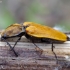 Chestnut coloured click beetle - Anostirus castaneus | Fotografijos autorius : Romas Ferenca | © Macronature.eu | Macro photography web site