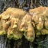 Valgomoji geltonpintė - Laetiporus sulphureus | Fotografijos autorius : Kazimieras Martinaitis | © Macronature.eu | Macro photography web site