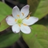 Chickweed-wintergreen - Lysimachia europaea | Fotografijos autorius : Gintautas Steiblys | © Macronature.eu | Macro photography web site