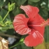 Chinese Hibiscus - Hibiscus rosa-sinensis | Fotografijos autorius : Gintautas Steiblys | © Macronature.eu | Macro photography web site