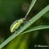 Geltonšonis straubliukas (Chlorophanus viridis) | Fotografijos autorius : Aleksandras Naryškin | © Macronature.eu | Macro photography web site