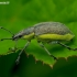 Chlorophanus viridis | Fotografijos autorius : Romas Ferenca | © Macronature.eu | Macro photography web site