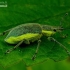 Geltonšonis straubliukas - Chlorophanus viridis | Fotografijos autorius : Romas Ferenca | © Macronature.eu | Macro photography web site
