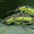Geltonšonis straubliukas - Chlorophanus viridis | Fotografijos autorius : Lukas Jonaitis | © Macronature.eu | Macro photography web site
