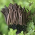 Chocolate Tube Slime - Stemonitis cf. splendens | Fotografijos autorius : Gintautas Steiblys | © Macronature.eu | Macro photography web site