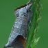 Chocolate-tip - Clostera curtula | Fotografijos autorius : Gintautas Steiblys | © Macronature.eu | Macro photography web site