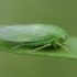 Cicadelė - Batracomorphus allionii | Fotografijos autorius : Gintautas Steiblys | © Macrogamta.lt | Šis tinklapis priklauso bendruomenei kuri domisi makro fotografija ir fotografuoja gyvąjį makro pasaulį.