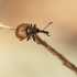 Cigarsukis - Caenorhinus aequatus | Fotografijos autorius : Kazimieras Martinaitis | © Macrogamta.lt | Šis tinklapis priklauso bendruomenei kuri domisi makro fotografija ir fotografuoja gyvąjį makro pasaulį.