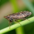 Cikadėlė - Aphrodes bicinctus | Fotografijos autorius : Romas Ferenca | © Macrogamta.lt | Šis tinklapis priklauso bendruomenei kuri domisi makro fotografija ir fotografuoja gyvąjį makro pasaulį.