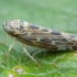 Cikadėlė - Lamprotettix nitidulus | Fotografijos autorius : Žilvinas Pūtys | © Macrogamta.lt | Šis tinklapis priklauso bendruomenei kuri domisi makro fotografija ir fotografuoja gyvąjį makro pasaulį.