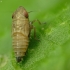 Cikadėlė | Fotografijos autorius : Vidas Brazauskas | © Macrogamta.lt | Šis tinklapis priklauso bendruomenei kuri domisi makro fotografija ir fotografuoja gyvąjį makro pasaulį.