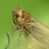 Cikada - Delphacidae ? | Fotografijos autorius : Vidas Brazauskas | © Macrogamta.lt | Šis tinklapis priklauso bendruomenei kuri domisi makro fotografija ir fotografuoja gyvąjį makro pasaulį.