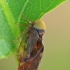 Cikadelės - Pediopsis tiliae | Fotografijos autorius : Gintautas Steiblys | © Macrogamta.lt | Šis tinklapis priklauso bendruomenei kuri domisi makro fotografija ir fotografuoja gyvąjį makro pasaulį.