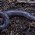 Cilician worm lizard - Blanus aporus | Fotografijos autorius : Žilvinas Pūtys | © Macronature.eu | Macro photography web site