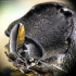 Cilindriškasis elniavabalis - Sinodendron cylindricum | Fotografijos autorius : Kazimieras Martinaitis | © Macrogamta.lt | Šis tinklapis priklauso bendruomenei kuri domisi makro fotografija ir fotografuoja gyvąjį makro pasaulį.