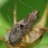 Tamsiarudė bryotrofa - Bryotropha terrella | Fotografijos autorius : Vidas Brazauskas | © Macronature.eu | Macro photography web site