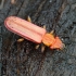 Cinnabar Flat Bark - Cucujus cinnabarinus | Fotografijos autorius : Romas Ferenca | © Macronature.eu | Macro photography web site