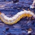 Cinnabar Flat Bark - Cucujus cinnaberinus, larva | Fotografijos autorius : Romas Ferenca | © Macronature.eu | Macro photography web site