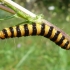 Cinnabar moth - Tyria jacobaeae, caterpillar | Fotografijos autorius : Vitalijus Bačianskas | © Macronature.eu | Macro photography web site