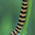 Cinnabar moth - Tyria jacobaeae, caterpillar | Fotografijos autorius : Gintautas Steiblys | © Macrogamta.lt | Šis tinklapis priklauso bendruomenei kuri domisi makro fotografija ir fotografuoja gyvąjį makro pasaulį.