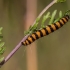 Cinnabar moth - Tyria jacobaeae, caterpillar | Fotografijos autorius : Vaida Paznekaitė | © Macronature.eu | Macro photography web site