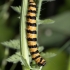 Cinnabar moth - Tyria jacobaeae, caterpillar | Fotografijos autorius : Žilvinas Pūtys | © Macronature.eu | Macro photography web site