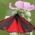 Cinnabar moth - Tyria jacobaeae | Fotografijos autorius : Gintautas Steiblys | © Macronature.eu | Macro photography web site