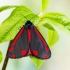 Cinnabar moth - Tyria jacobaeae | Fotografijos autorius : Vaida Paznekaitė | © Macronature.eu | Macro photography web site